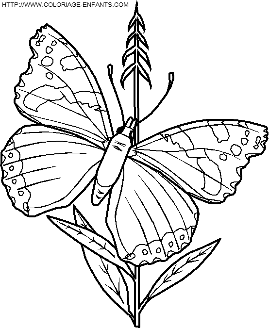 dibujo Mariposas