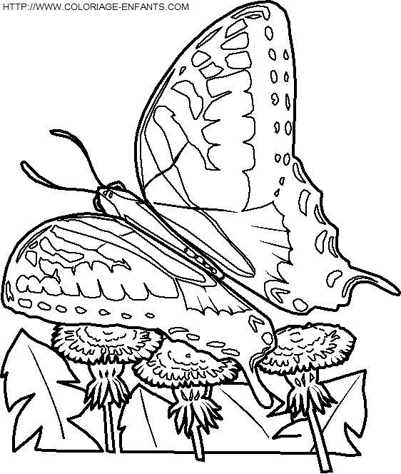 dibujo Mariposas