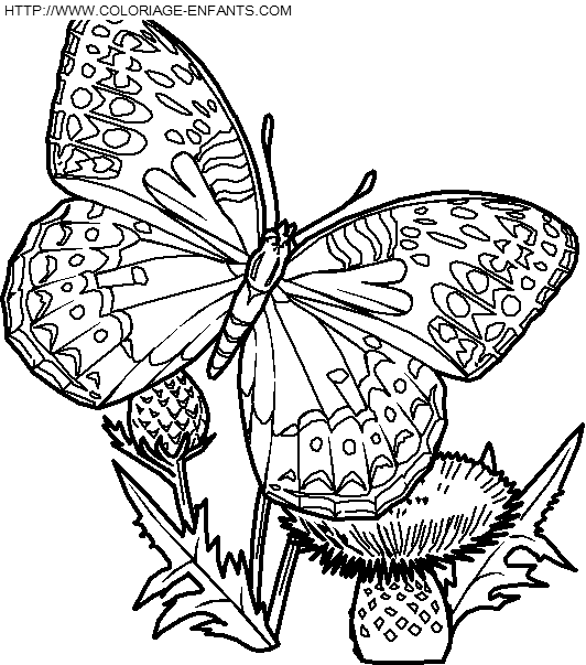 dibujo Mariposas