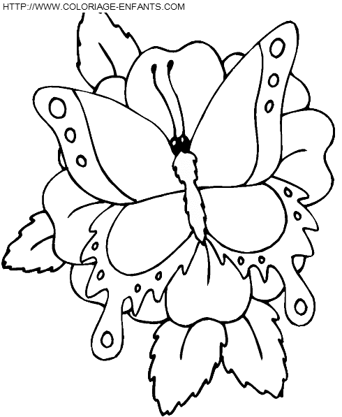 dibujo Mariposas