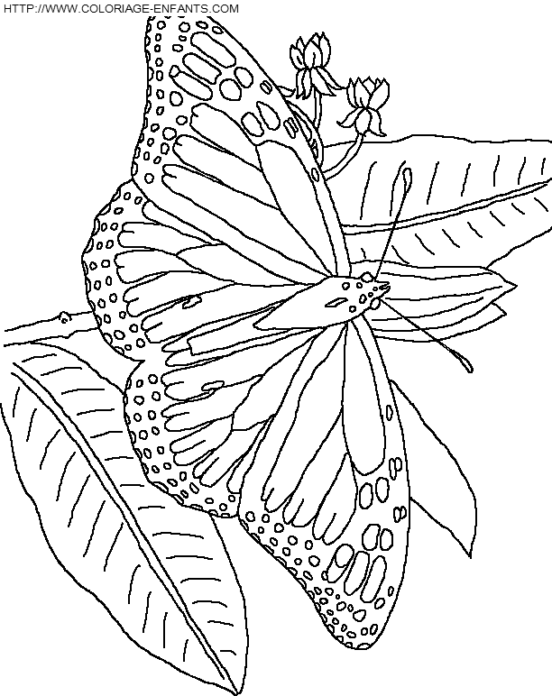 dibujo Mariposas