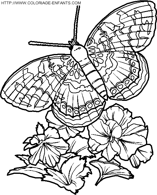 dibujo Mariposas