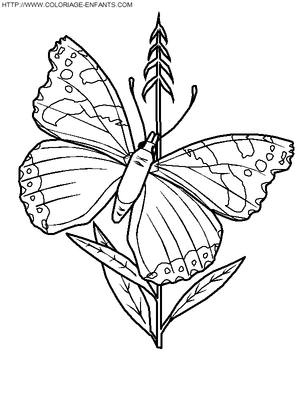 dibujo Mariposas