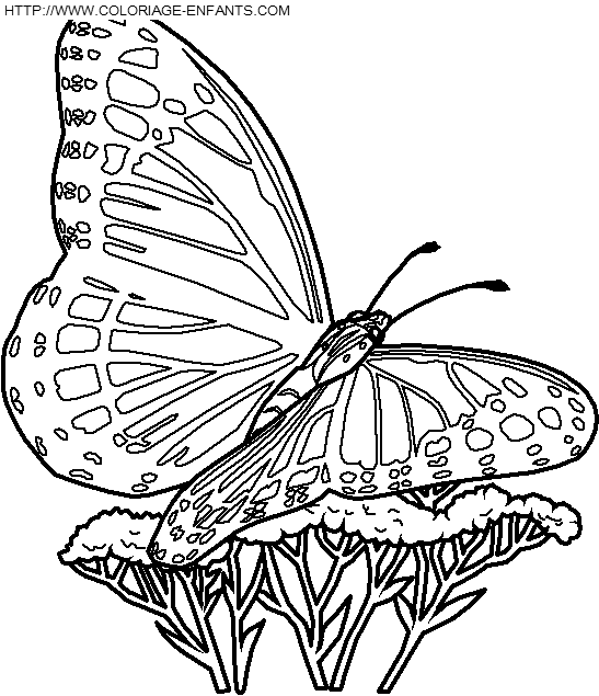 dibujo Mariposas