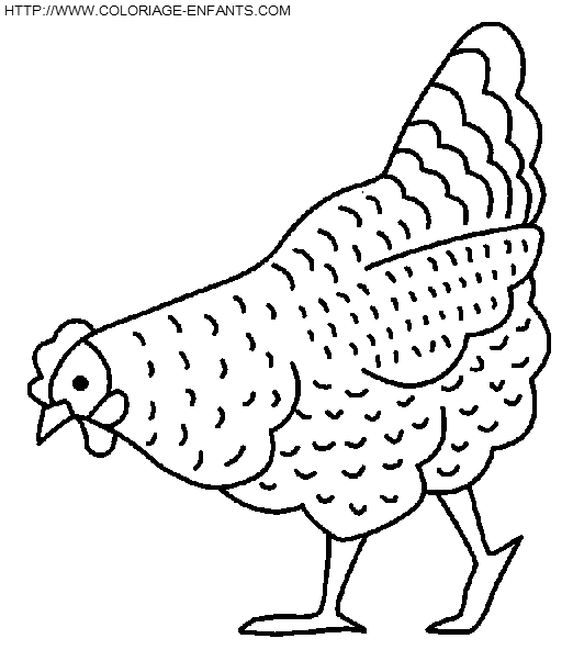 dibujo Gallinas