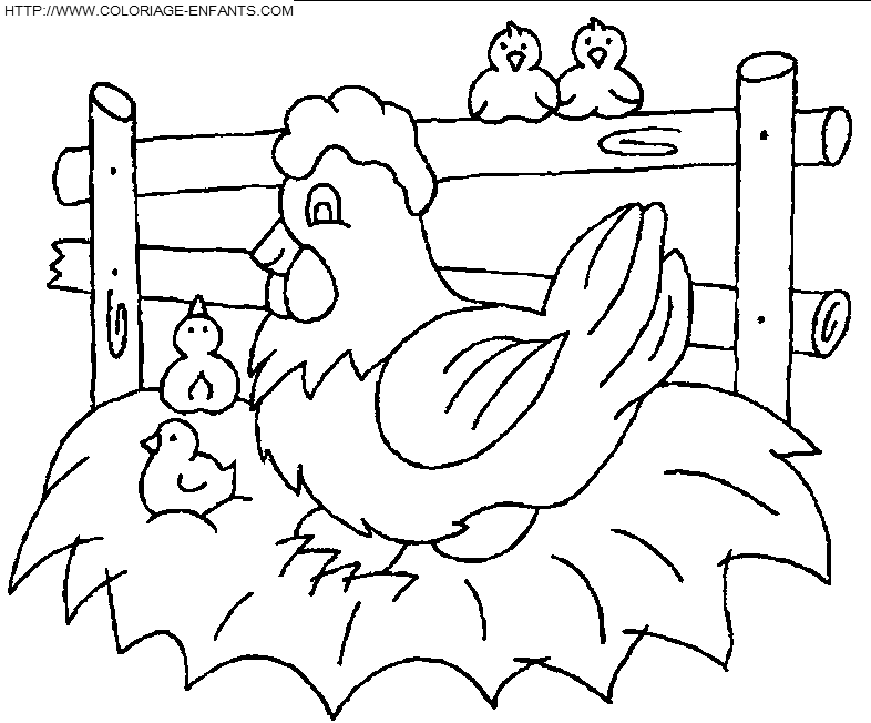 dibujo Gallinas