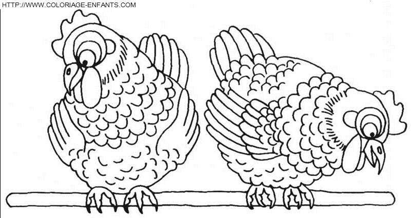 dibujo Gallinas