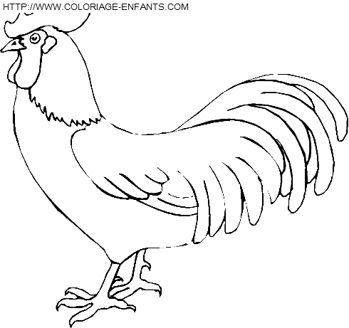 dibujo Gallinas