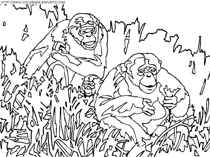dibujo Monos
