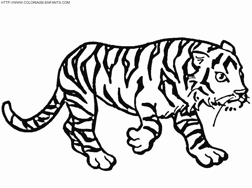 dibujo Tigre