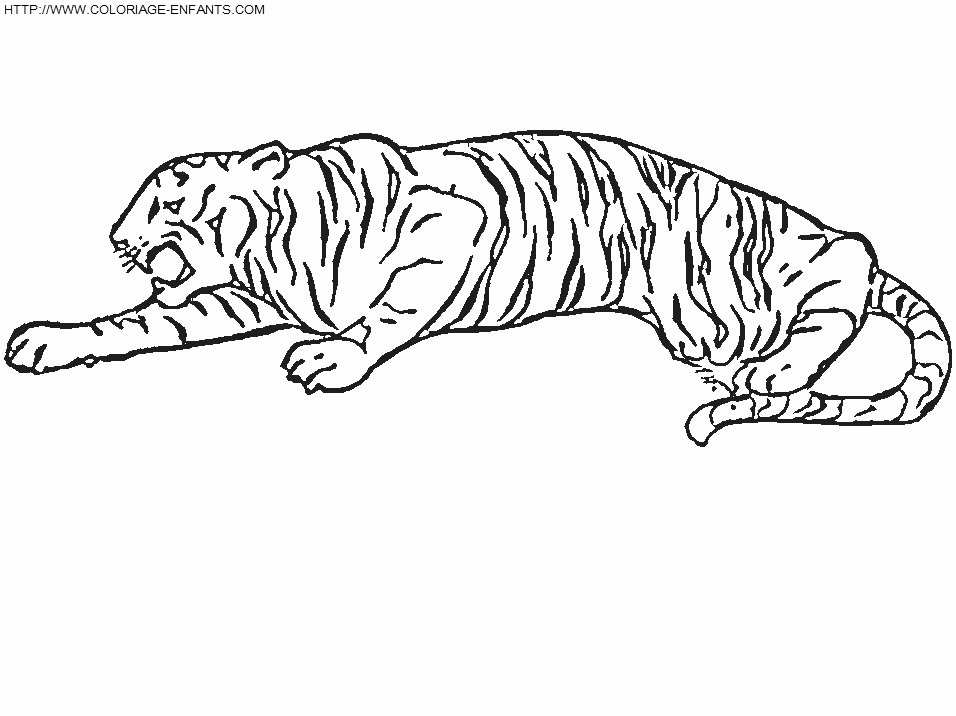 dibujo Tigre