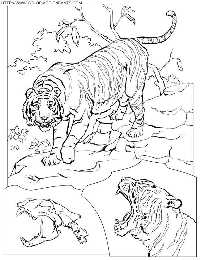 dibujo Tigre
