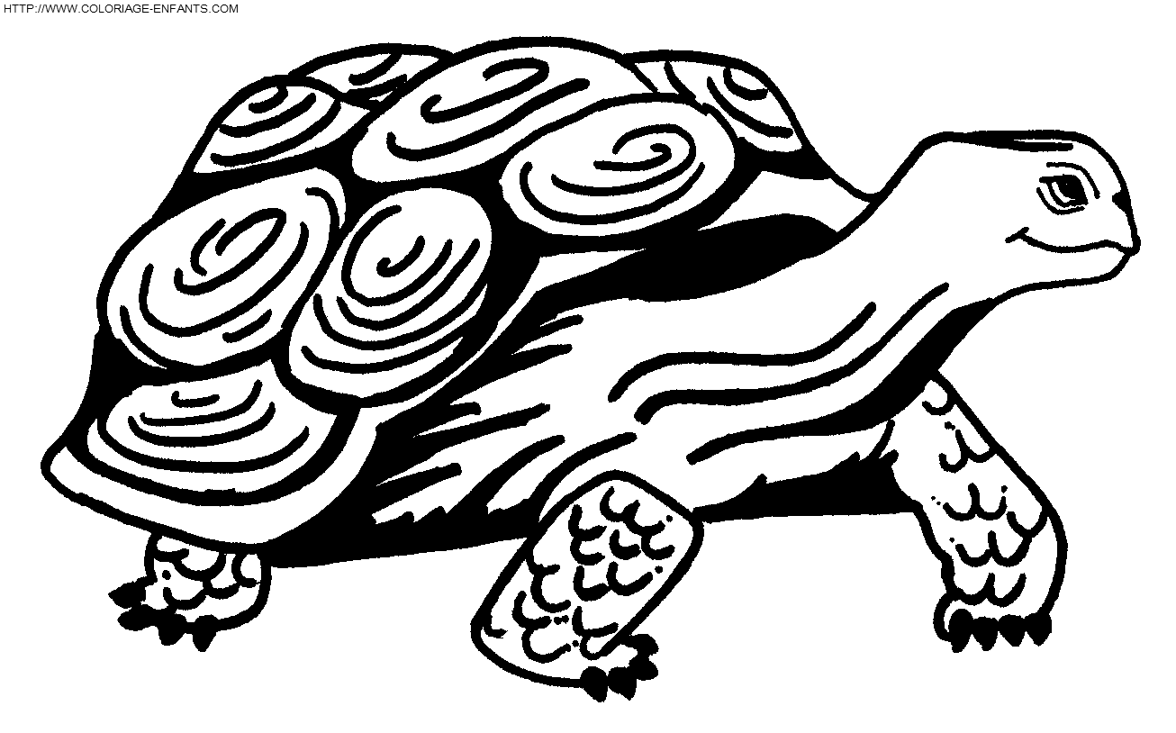 dibujo Tortugas