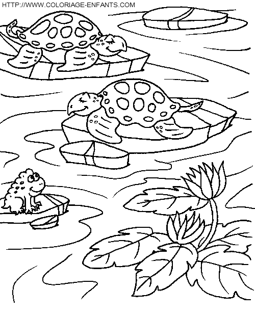 dibujo Tortugas