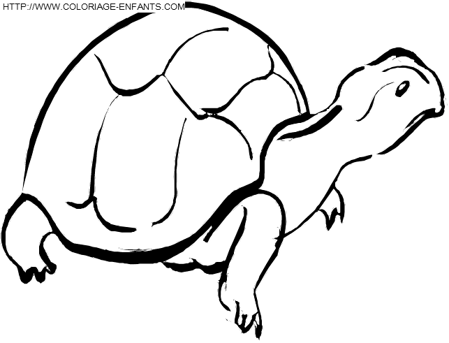 dibujo Tortugas