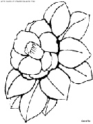 dibujo flor