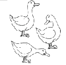 dibujo patos