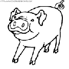 dibujo cerdos