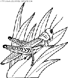 dibujo insectos