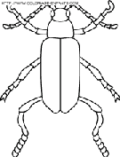 dibujo insectos