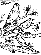 dibujo pajaros