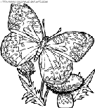 dibujo mariposas