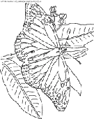 dibujo mariposas