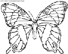 dibujo mariposas