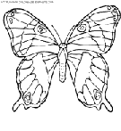 dibujo mariposas