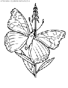 dibujo mariposas