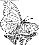 dibujo mariposas