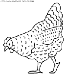 dibujo gallinas