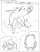 dibujo tiburon
