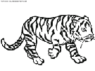 dibujo tigre