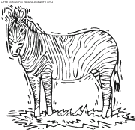 dibujo zebras