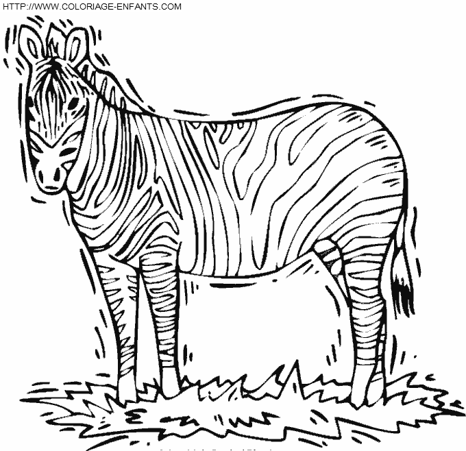 dibujo Zebras